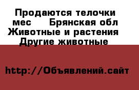Продаются телочки 3мес.  - Брянская обл. Животные и растения » Другие животные   